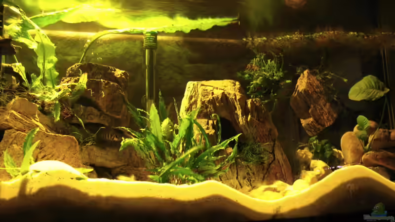 Aquarium Becken 5962 von Chris Wittemann (2)