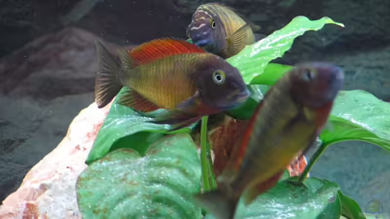 Aquarium Becken 5987 von Andreas Meudt (2)