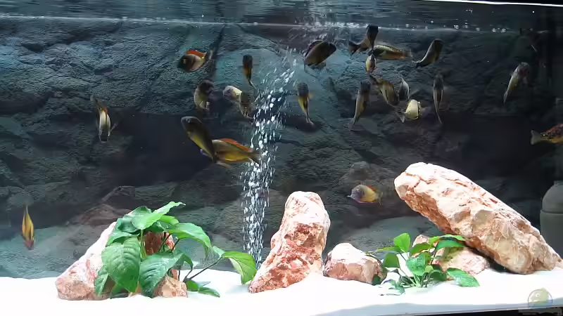 Aquarium Becken 5987 von Andreas Meudt (3)