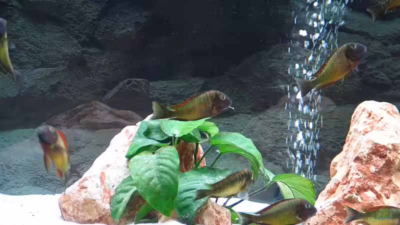 Aquarium Becken 5987 von Andreas Meudt (4)