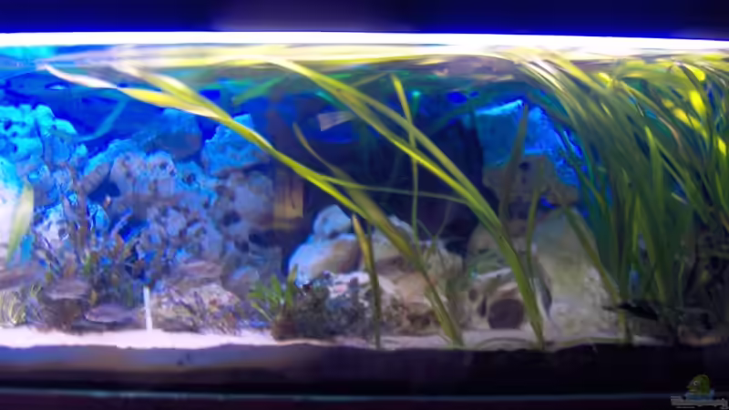 Aquarium Becken 6000 von Marcel Lüthi (5)