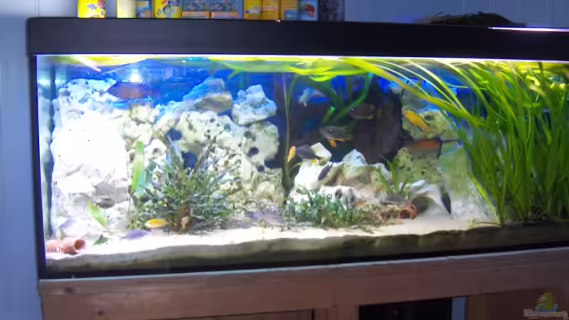 Aquarium Becken 6000 von Marcel Lüthi (6)