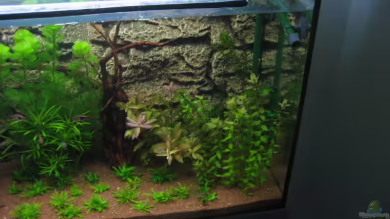 Aquarium Becken 6027 von Micha78 (2)