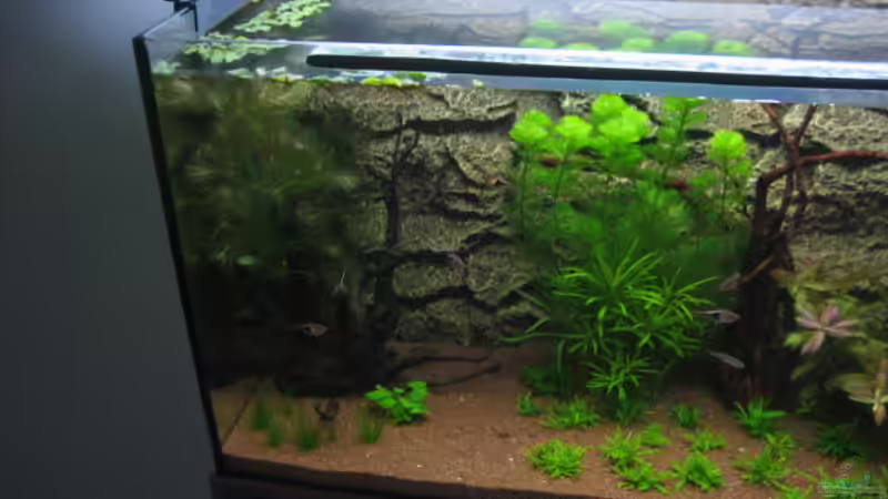 Aquarium Becken 6027 von Micha78 (3)