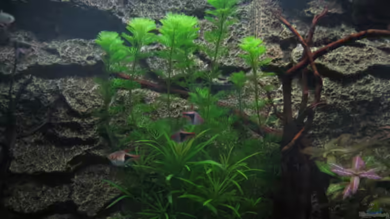 Aquarium Becken 6027 von Micha78 (4)