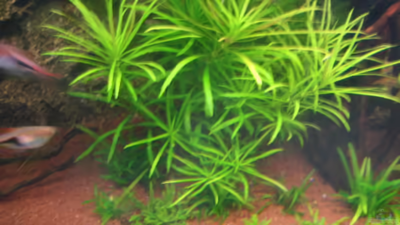 Aquarium Becken 6027 von Micha78 (5)