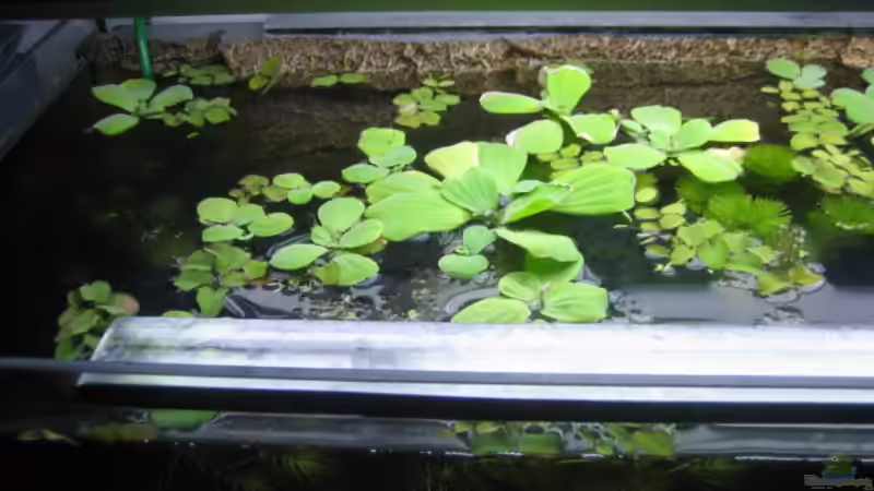 Aquarium Becken 6027 von Micha78 (6)