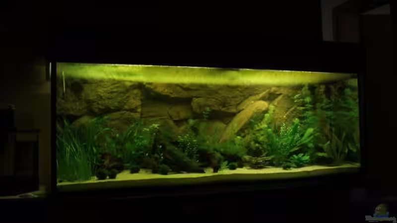 Aquarium Becken 6029 von Mario Mehren (2)