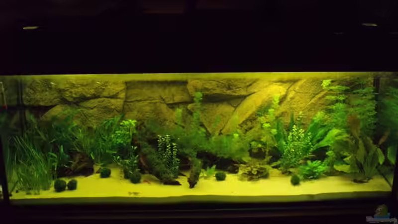 Aquarium Becken 6029 von Mario Mehren (3)