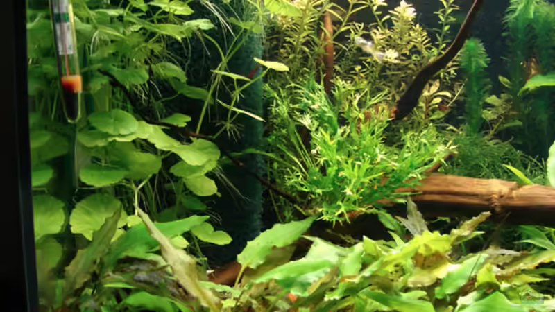 Aquarium Becken 6043 von Claudia Knops (2)