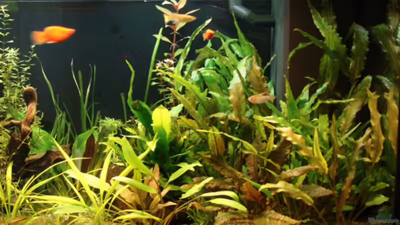 Aquarium Becken 6044 von Claudia Knops (2)