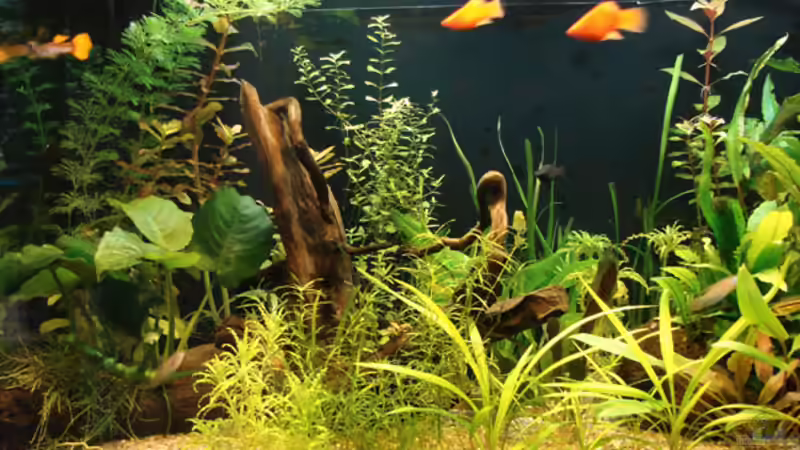 Aquarium Becken 6044 von Claudia Knops (3)