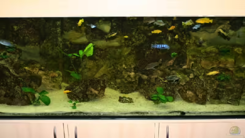 Aquarium Becken 606 von Timmy Pätzel (2)