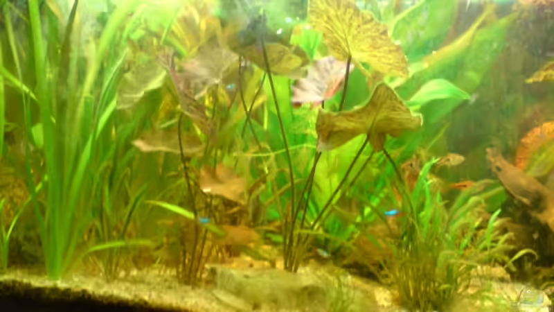 Aquarium Becken 6061 von Tobias Bäckermann (2)