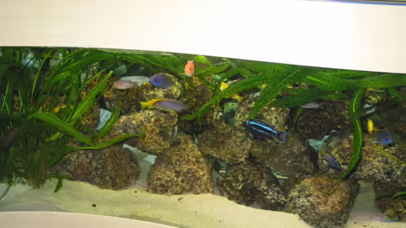 Aquarium Becken 607 von Daniel Hieber (4)