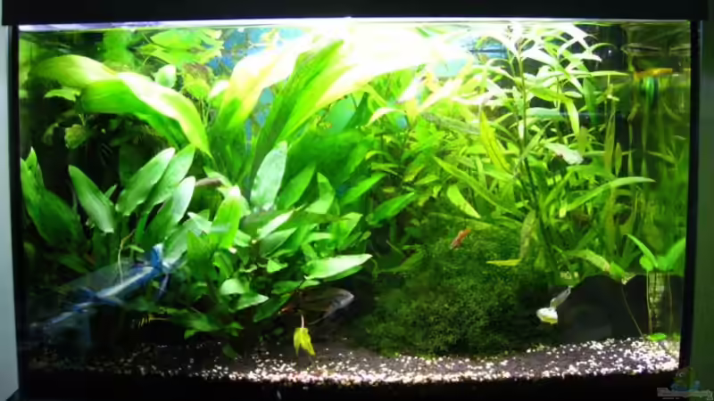 Aquarium Becken 60L von AbsolutVanilia (2)