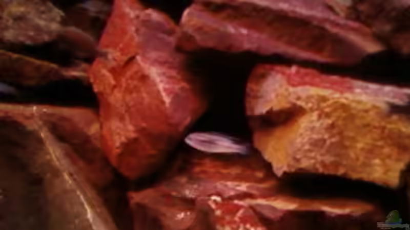 Aquarium Becken 6135 von MDenzer (7)