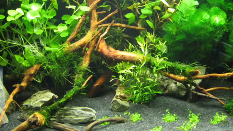 Aquarium Becken 6137 von Gerd Zimmermann (2)