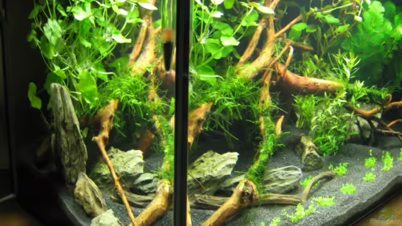 Aquarium Becken 6137 von Gerd Zimmermann (4)