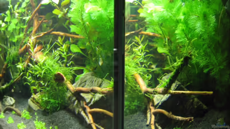 Aquarium Becken 6137 von Gerd Zimmermann (5)