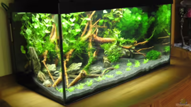 Aquarium Becken 6137 von Gerd Zimmermann (7)