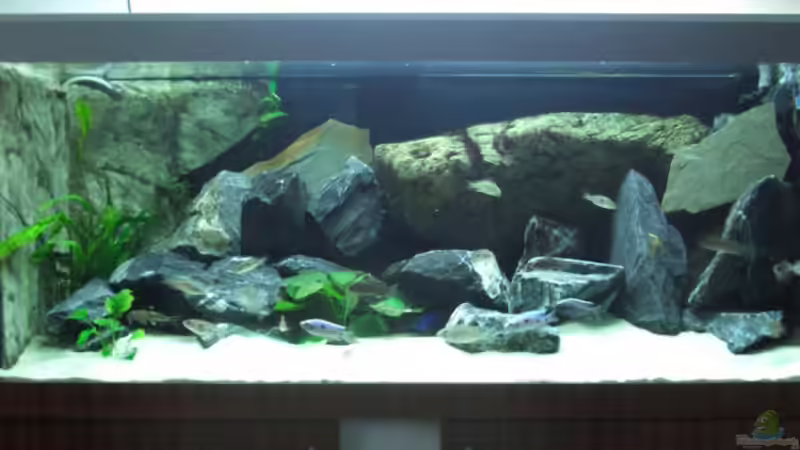 Aquarium Becken 6141 von Sebastian Pietrzyk (2)