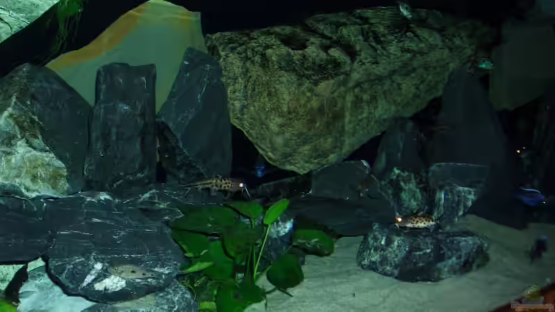 Aquarium Becken 6141 von Sebastian Pietrzyk (3)