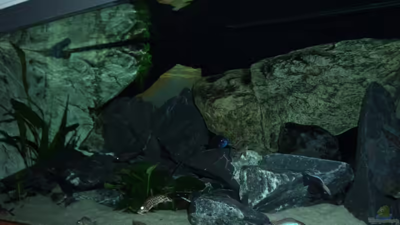 Aquarium Becken 6141 von Sebastian Pietrzyk (5)