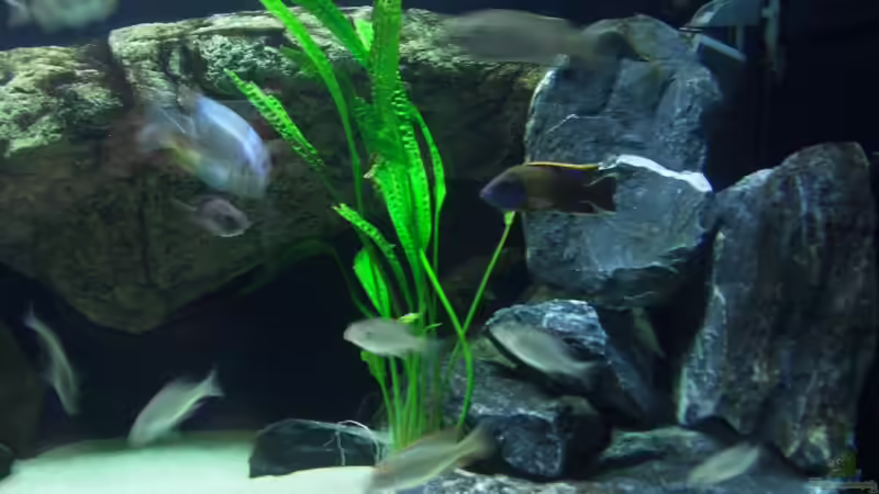 Aquarium Becken 6141 von Sebastian Pietrzyk (6)