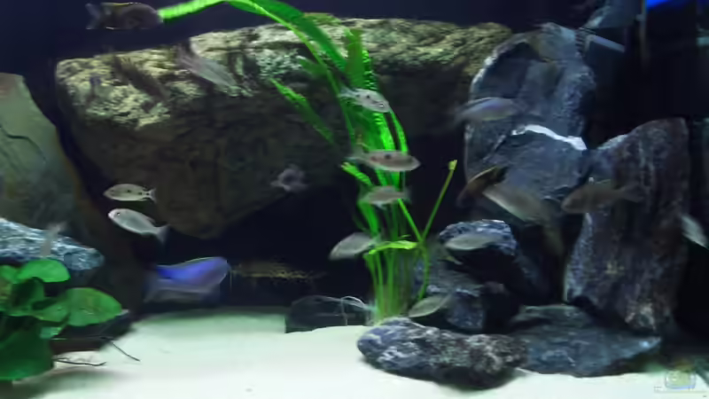 Aquarium Becken 6141 von Sebastian Pietrzyk (8)