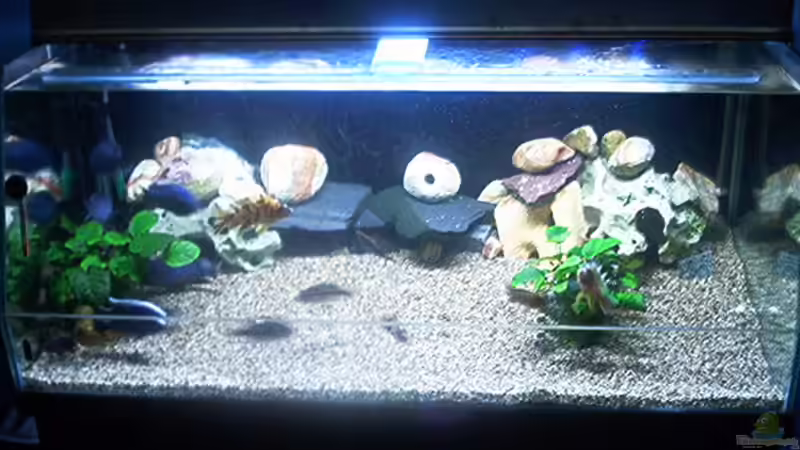 Aquarium Becken 615 von Dominic Moritz (2)
