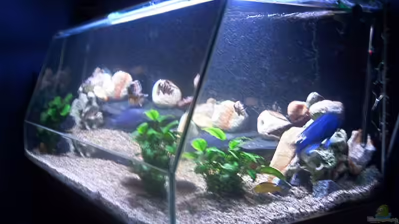 Aquarium Becken 615 von Dominic Moritz (3)