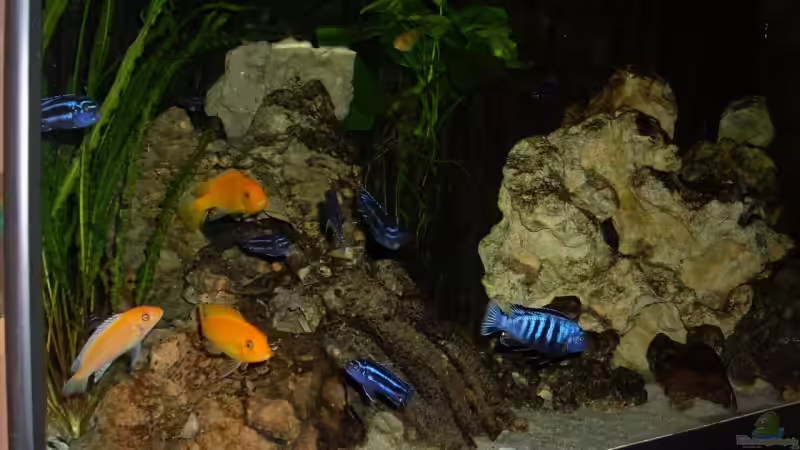 Aquarium Becken 6160 von Holger Wegner (2)