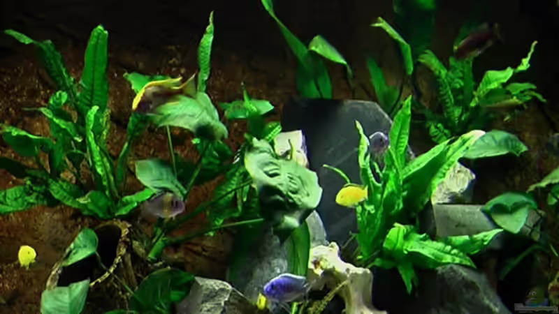 Aquarium Becken 6185 von justin (2)