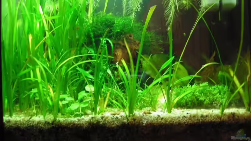 Aquarium Becken 6196 von Insulaner (3)