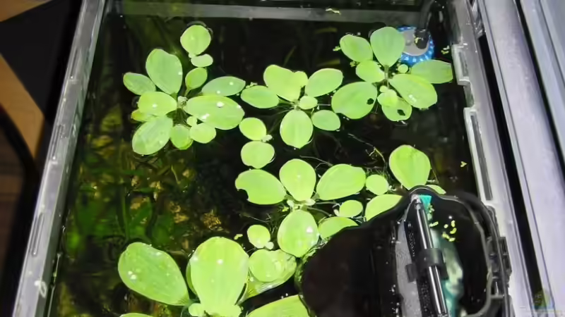 Aquarium Becken 6196 von Insulaner (5)