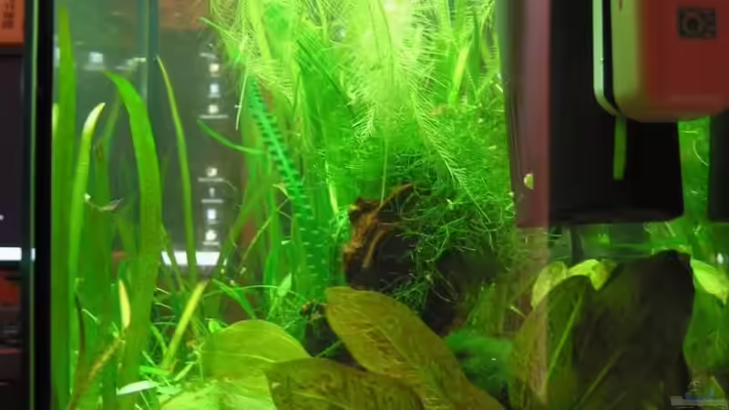 Aquarium Becken 6196 von Insulaner (7)