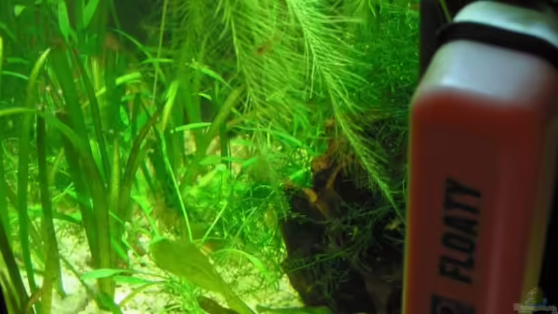 Aquarium Becken 6196 von Insulaner (8)