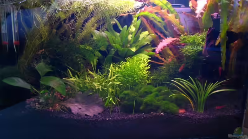 Aquarium Becken 6213 von nelchen (2)