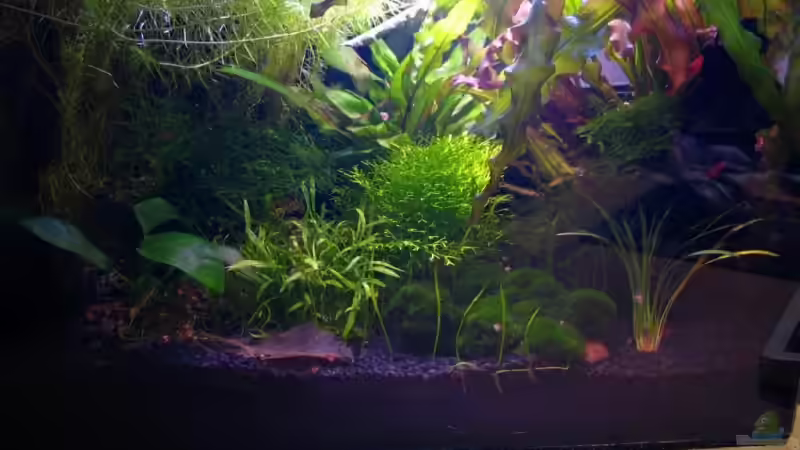 Aquarium Becken 6213 von nelchen (3)