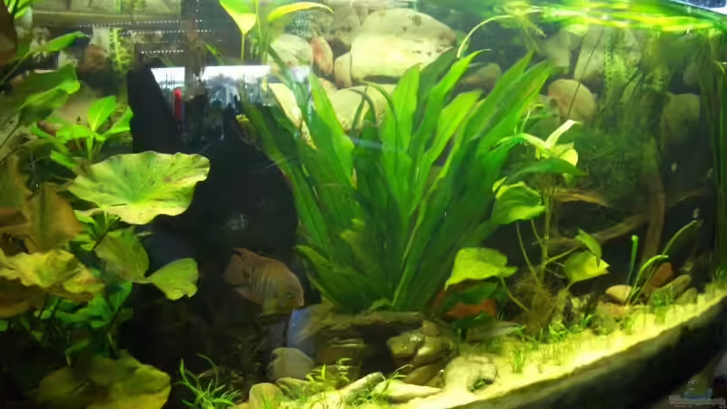 Aquarium Becken 6220 von Dennis Kühne (2)