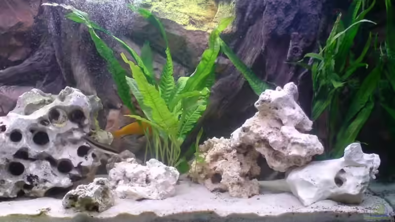 Aquarium Becken 6228 von Alihsan Boeklers (2)