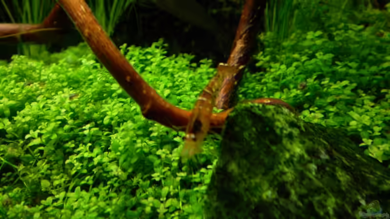 Aquarium Becken 6231 von Marc Joist (10)