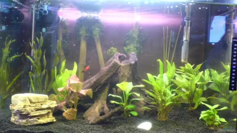 Aquarium Becken 6233 von Cathrin Krause (5)