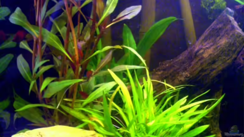 Aquarium Becken 6233 von Cathrin Krause (6)