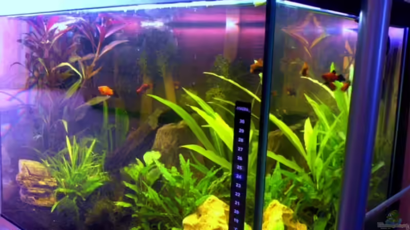 Aquarium Becken 6233 von Cathrin Krause (8)