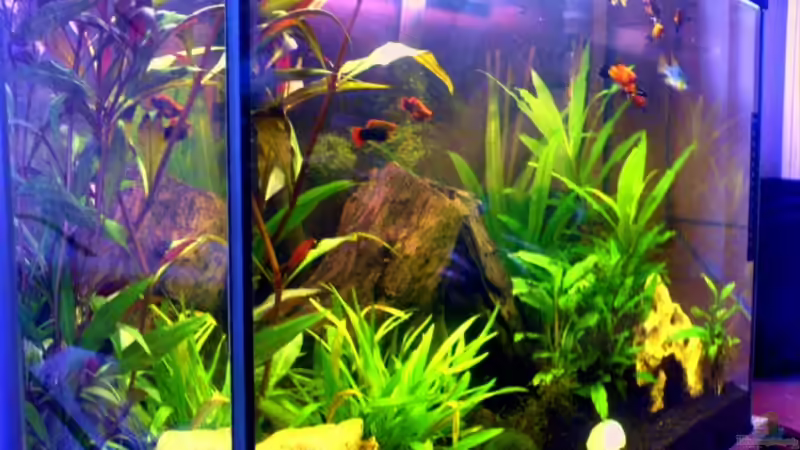 Aquarium Becken 6233 von Cathrin Krause (9)