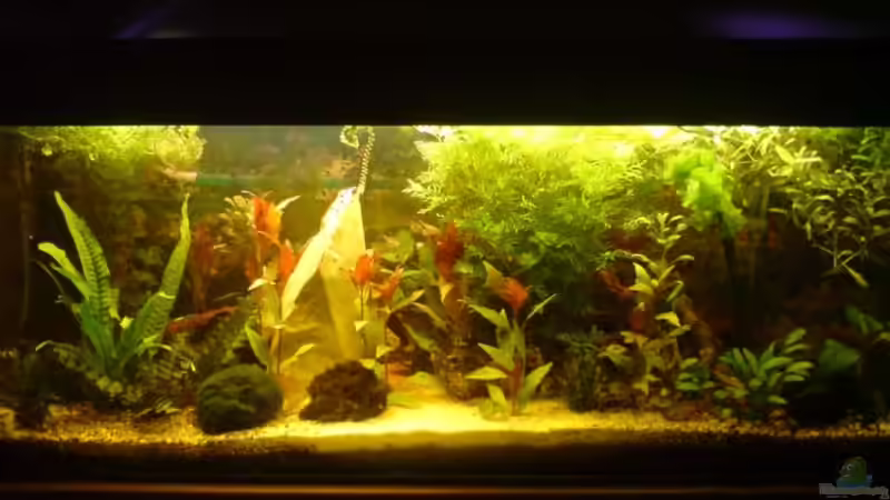 Aquarium Becken 6247 von Achim Dengler (9)