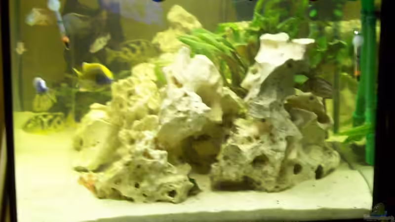 Aquarium Becken 6251 von Kay Bumann (10)