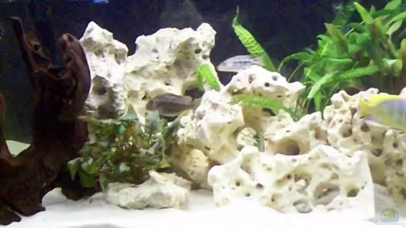 Aquarium Becken 6251 von Kay Bumann (2)